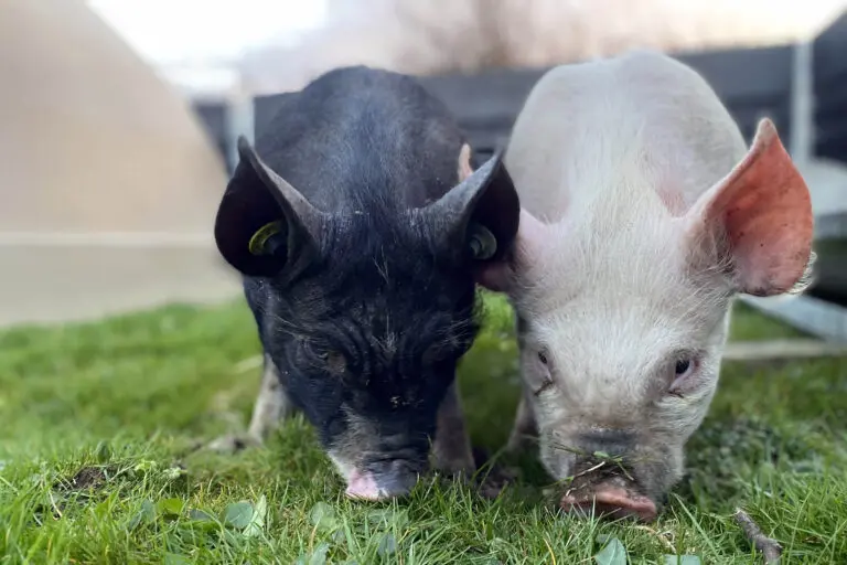 Pigs On The Farm